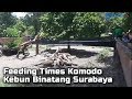 Feeding Times Komodo di PDTS Kebun Binatang Surabaya