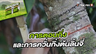 เทคนิคการตอนกิ่งและการควั่นกิ่งต้นลิ้นจี่ | สูตรลับฉบับบ้านนา | มหาอำนาจบ้านนา