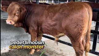 banyak stok terbaru di grosir sapi mas yohandi kediri