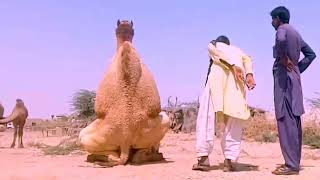 Camel Meeting |Camel meeting season