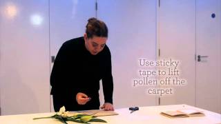 How To Get Pollen Out Of Your Carpet | Good Housekeeping UK