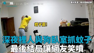 女子睡前蚊子嗡嗡個不停，一句“狗來”邊牧上場殺蚊，結局讓人笑瘋！