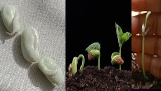 How to grow french beans plants/ఫ్రెంచ్ బీన్స్ మొక్కలు ఎలా పెంచుకోవాలి ఇంట్లో