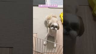 【ご飯って話す犬】ご飯欲しさに日本語話すシーズーShihtzu speaks Japanese #シーズー #シーズーあいす #pets #cute #shihtzu #dogs #犬のいる生活