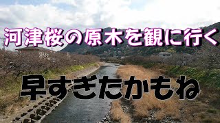 河津桜の原木を観に行こう！25年２月15日はまだ一分咲でした！