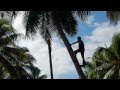 Kokosnoten oogsten (coconut harvesting)