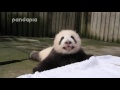 Panda baby’s crying voice