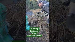 Trimming and tidying salix Kilmarnock pussy willow of Deadwood at this garden tidy #garden #deadwood