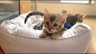 （生後46日目)疲れている方へ。子猫に癒される4K動画で胸キュン×2。噛まれても可愛いから許す😍【4K】#30