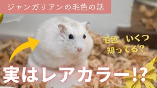 【毛色、いくつ知ってる？】実はそれ、レアカラーかも！？ジャンガリアンハムスターの毛色の話