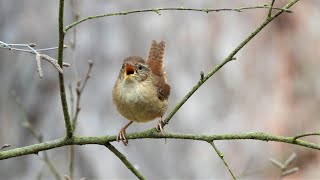 Zaunkönig Gesang