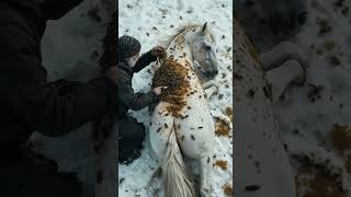 Old Man Removes Parasitic Honeycombs from White Horse in the Snow | Surreal Rescue Scene