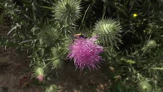 Gigantic spear thistle (Cirsium vulgare) in my back yard