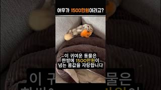 1500만원짜리 흔한 여우