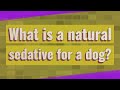 What is a natural sedative for a dog?