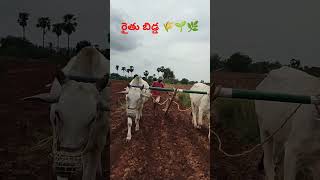 #agriculture #నాగలి తో పల్లి కాయ విత్తనాలు వేస్తున్నము. #subscribe to my channel 🙏