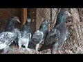 dub walay kasuri baby pigeon available 03327674873