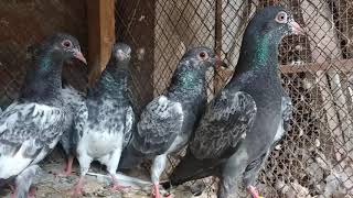 Dub walay kasuri baby pigeon available 03327674873