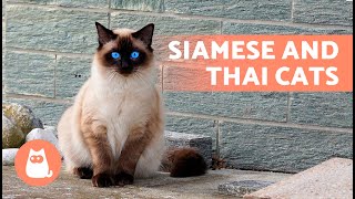SIAMESE CATS 🐱 (Origin, Characteristics, Character and Care)