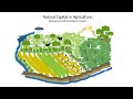 Farm-scale Natural Capital Accounting: how accounting can help farmers to save nature