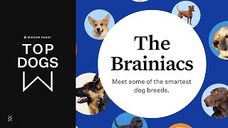 Smartest dog breeds: Meet the brainiacs