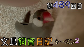 文鳥飼育日記シーズン2第489回目