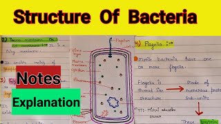 Structure of bacterial cell | Structure of bacteria class 11 | Bacterial cell structure