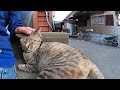 路地裏で寝ていた猫を撫でると喜んで隣に座ってきた