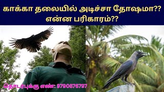 காக்கா தலையில் அடிச்சா தோஷமா?? பரிகாரம் என்ன செய்ய வேண்டும் #crow #dhosham #kagam #parigaram