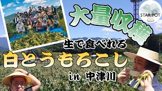 【絶景】田舎でとうもろこし狩りをしてきました