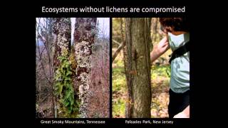 Long Island Lichens: an Exploration of a Hidden World