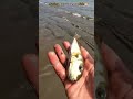 🥹 small act big impact: saved a puffer fish life #pufferfish #fish #puffer #fishing #beach #sea