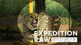 Cheetah Matchmaking: Helping Big Cats Find A Mate | Expedition Raw