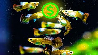 Ultimate Breeding Fish for Profit Setup! With Only 20 Gallons