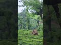 Arikomban ❤️ Kerala wild elephants #shorts #viral #20subscribers