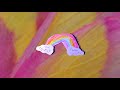 Slumberville - Rosy Maple Moth 🌈 [Official Visualizer]