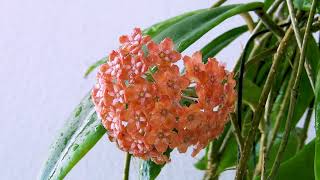 A portrait of hoya ilagiorum