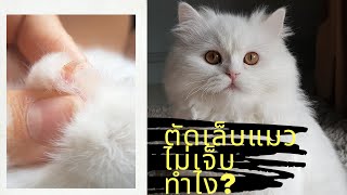 วิธีตัดเล็บแมวยังไงให้ไม่เจ็บ🐱😱/how to do nail clip for cat