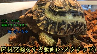 ヒョウモンリクガメの床材を交換する動画