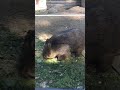 フクちゃんが忍者走りを披露🌸wombat fuku ninja running 忍者【動くぬいぐるみ】