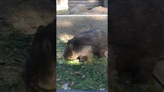 フクちゃんが忍者走りを披露🌸Wombat FUKU , Ninja running 忍者【動くぬいぐるみ】