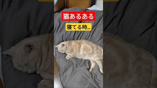 猫あるある　#あるある #猫動画  #shorts