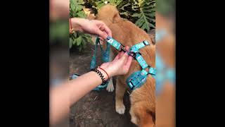 OKEYPETS Pet Product Set Custom Printed Dog Collar Leash Set Pet Dog Collar Harnesses  Leash