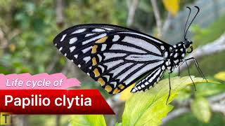 Butterfly life cycle of Papilio clytia ( Common Mime )#butterfly #butterflylifecycle