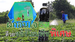 ลดต้นทุนซื้อปุ๋ย ยาเคมี ใช้น้ำส้มควันไม้ตัวเด็ดทำฮอร์โมนพืชพิเศษ 4 in