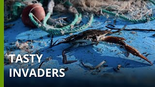 Mediterranean nations take differing approaches to invasive crabs