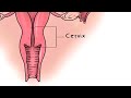 Download How to Use cervix / Sex. Step by Step Educational. ||Sex|| ||Condom|| In Mp4 3Gp Full HD Video