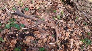 zrzuty 2020  10-tak 2,2 kg Karpaty (agancs parohy antlers оленьи рога) Carpathian Mountains