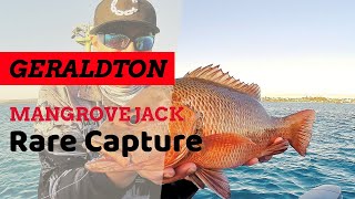 GERALDTON MARINA MANGROVE JACK CAPTURE | Rarely seen