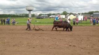 A cow ploughing at the Teagasc 1916 farm event